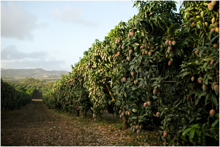 Mango Tree Orchard
