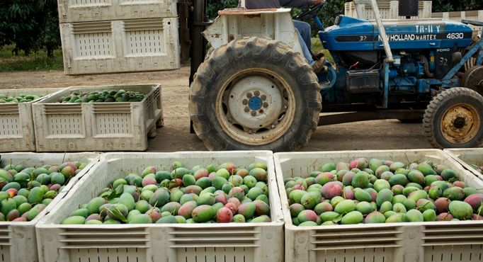 Meet the Mango Industry - Go behind the scenes of the mango industry