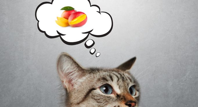 ¿Pueden los gatos o los perros comer mangos? Un gato pensando en mangos
