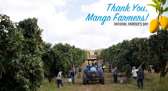 ¡Gracias a los agricultores de mango en el Día Nacional del Agricultor!