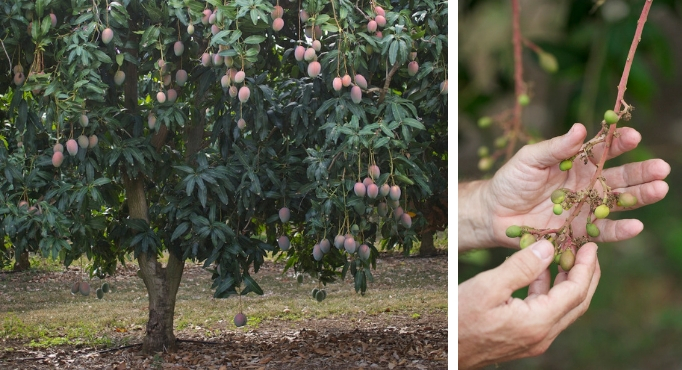 Buying Mango Trees 1